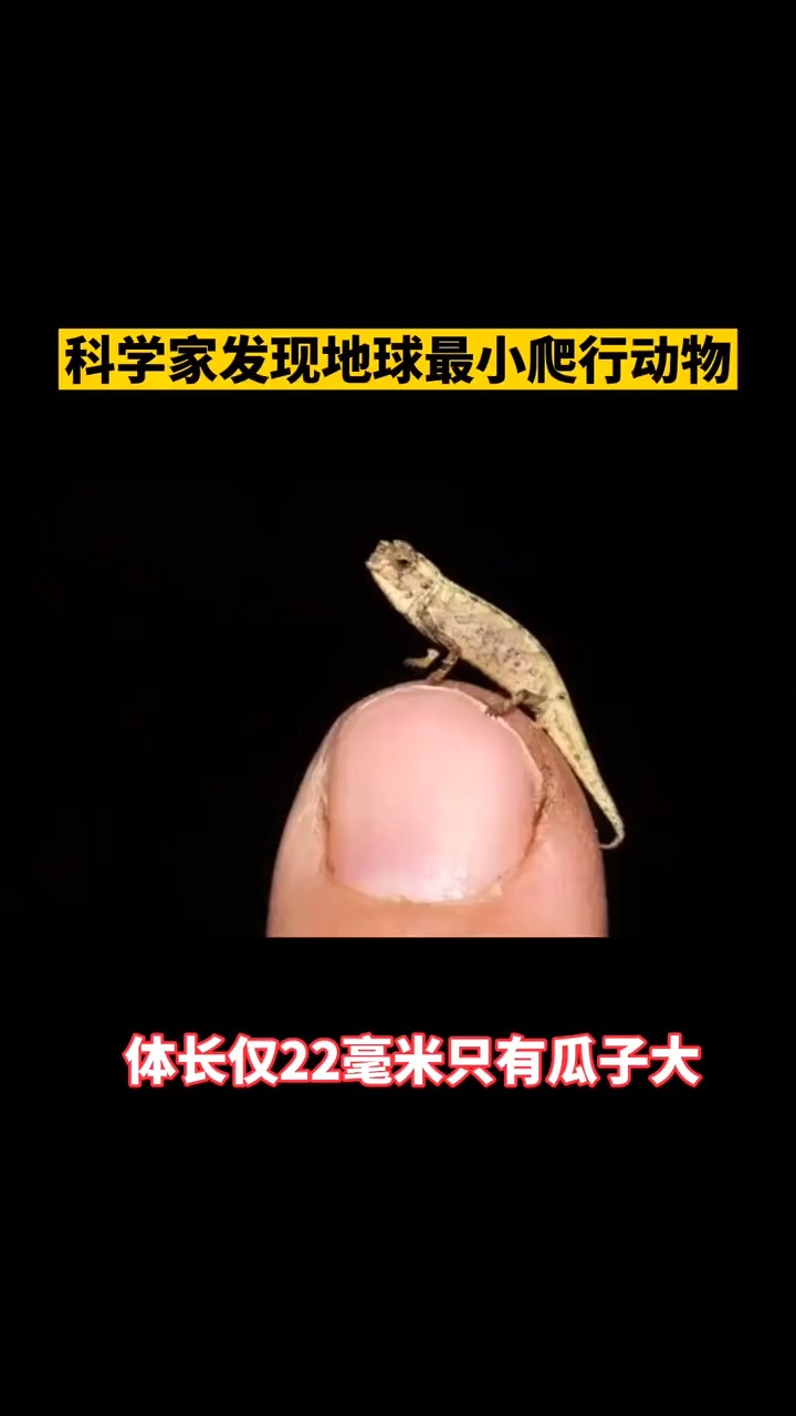 科学家发现地球最小爬行动物