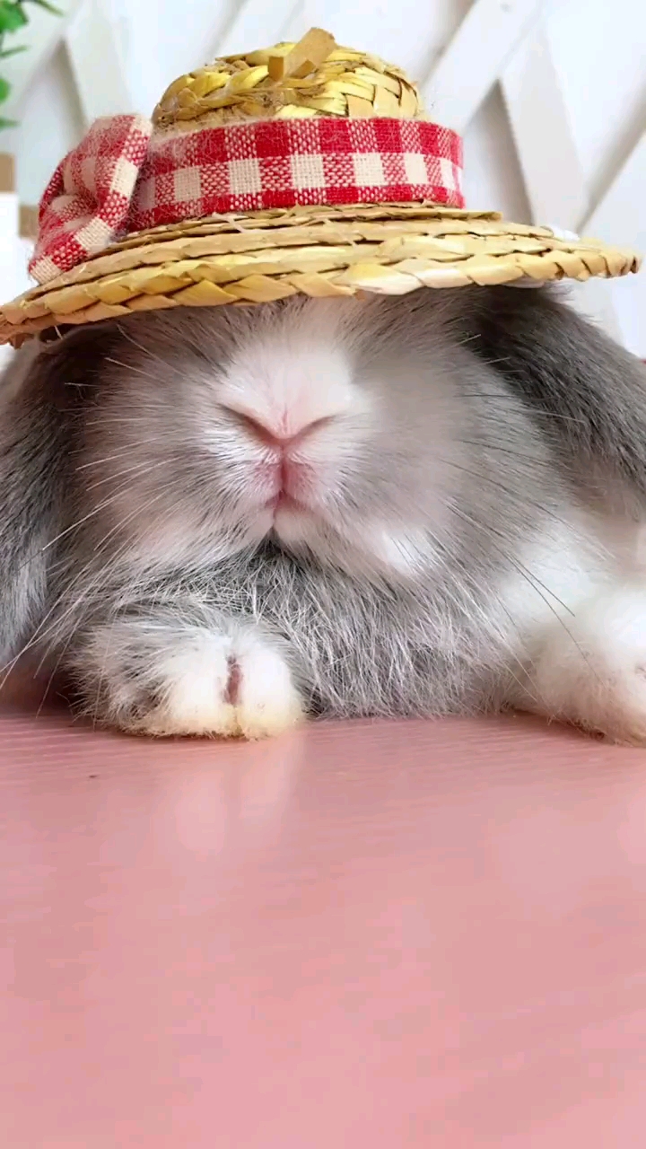 宠物丑萌大赛#兔大哥今天很帅