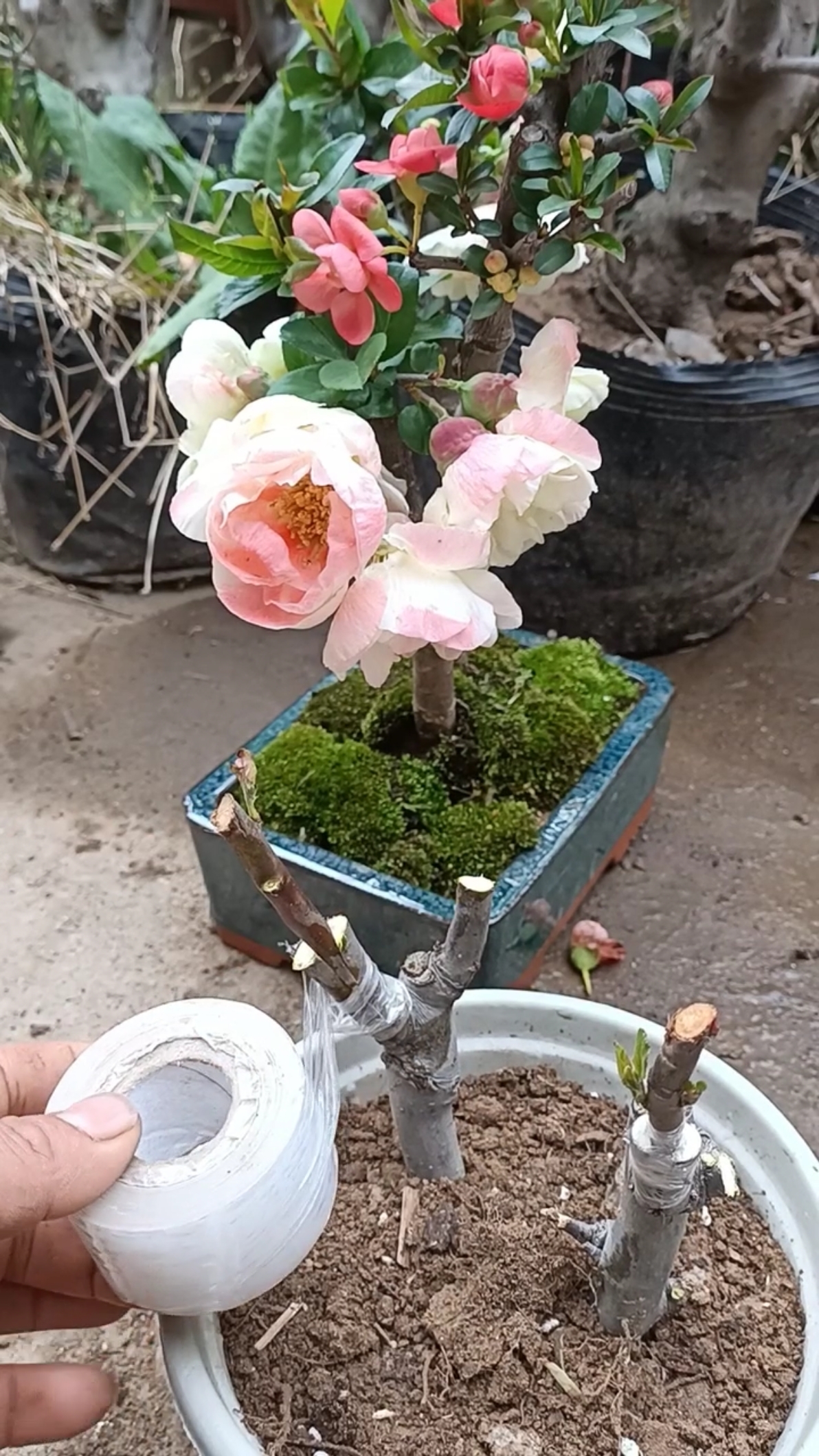 嫁接高手#劈接彩玉海棠技术,世界第一成活率高达百分之百