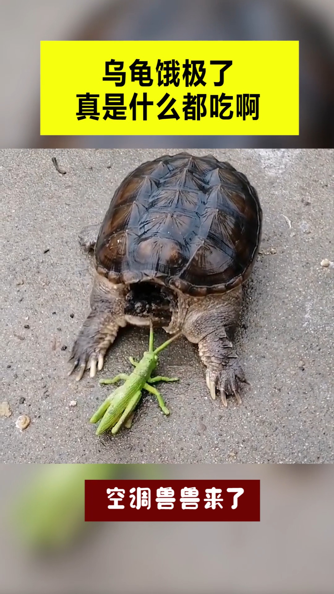 我要上热门#乌龟饿极了,真是什么都敢吃啊,只不过这味道不太好!