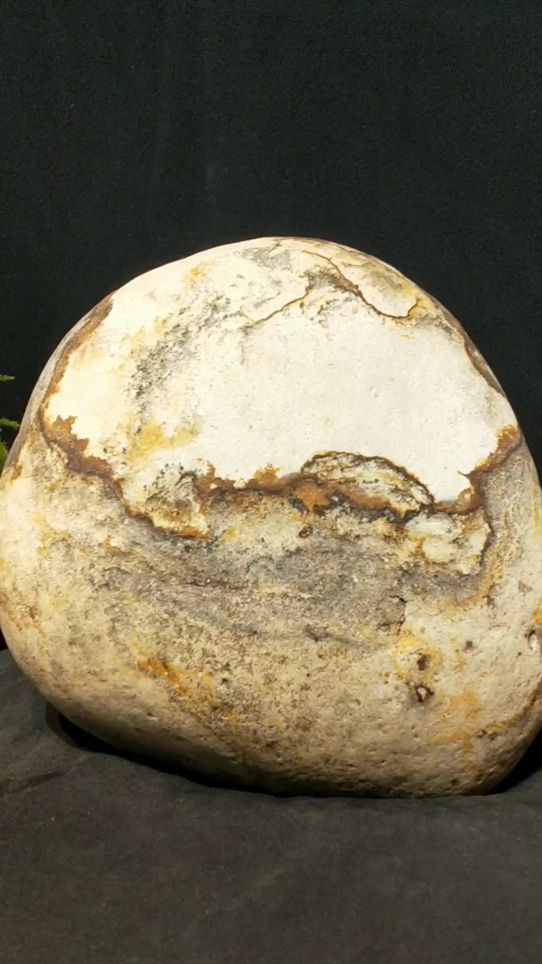 长江碳化石干拍