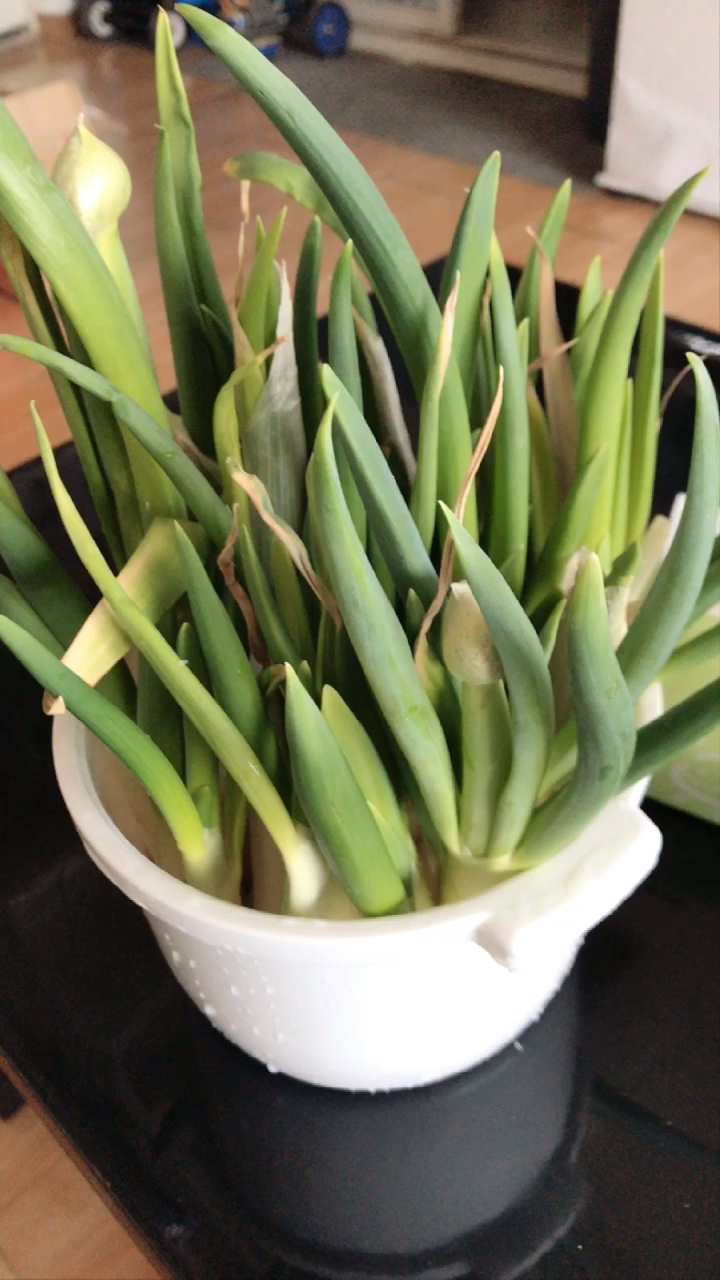 水培大葱发芽啦,即可观赏又可美食