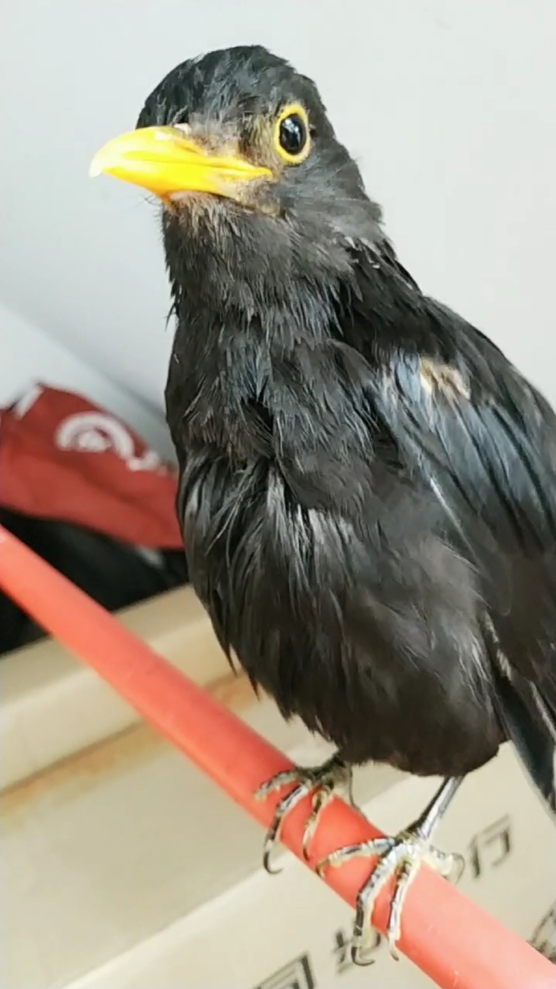 宠物丑萌大赛#一只掉毛症的鸟,身上羽毛越来越少了