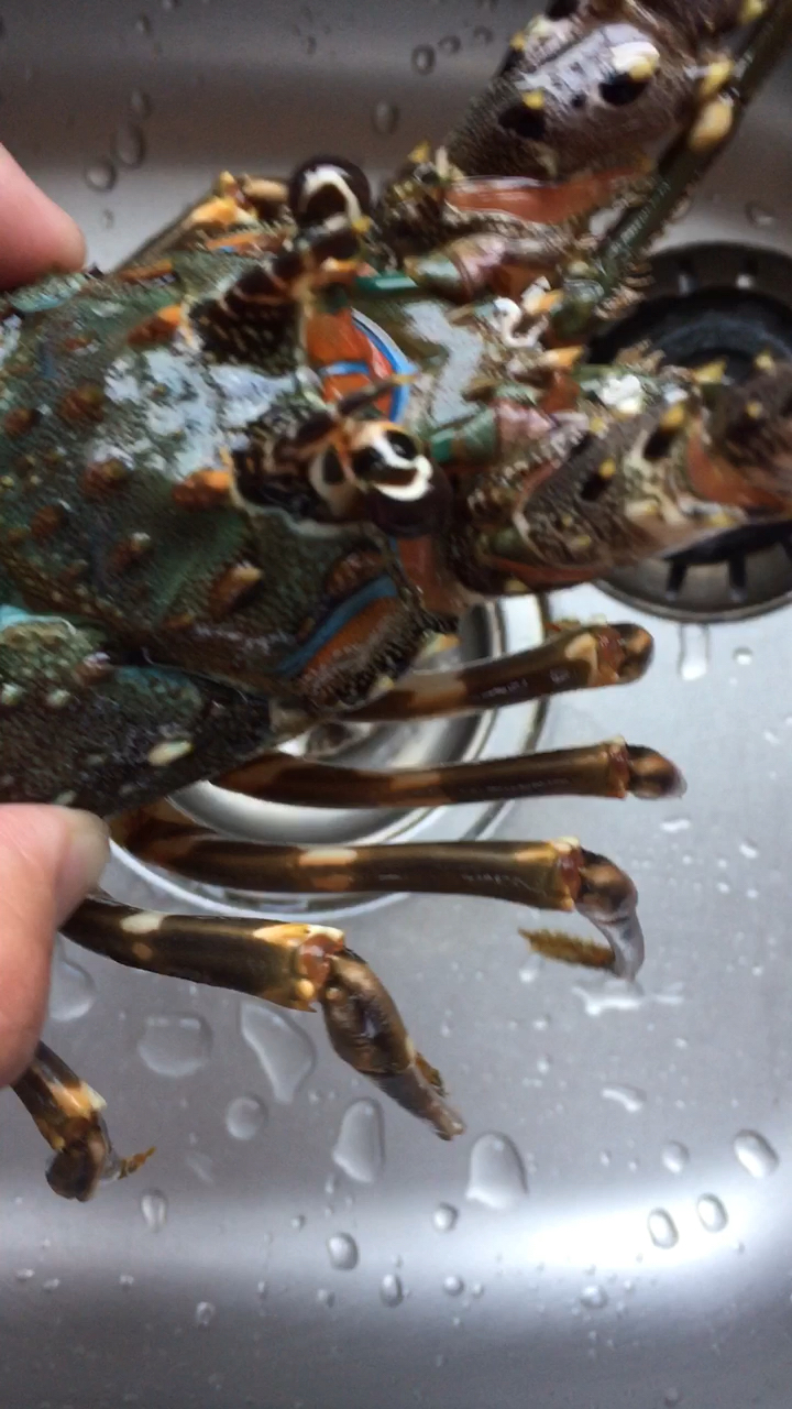 礁石下抓到的海龙虾