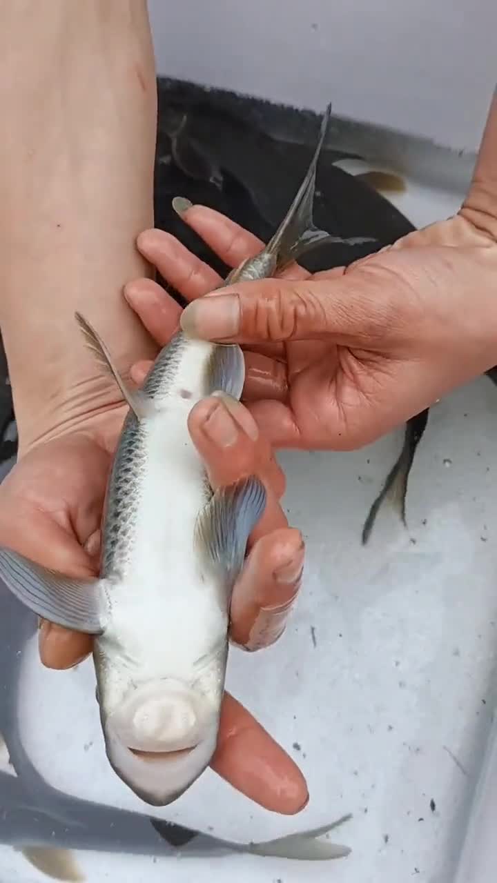 这种鱼在水质很好的地方名:猪嘴鱼又称猪唇鱼你们哪叫什么