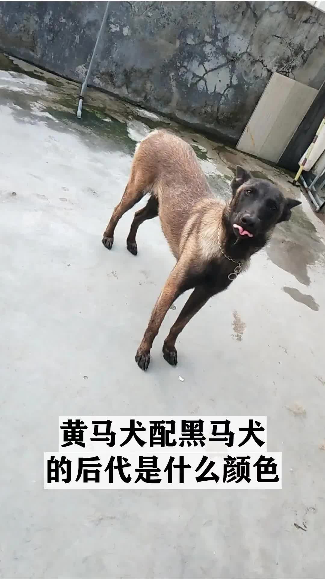 黄马犬配黑马犬的后代是什么颜色