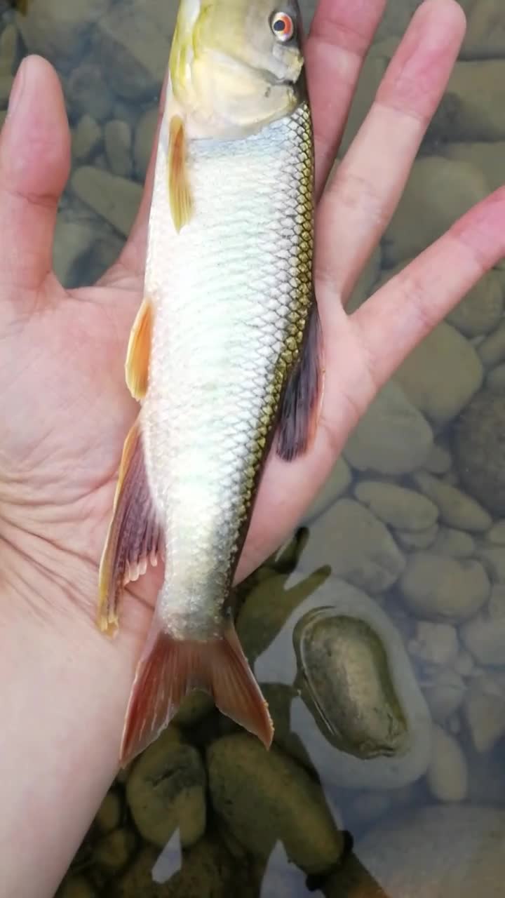 发色马口,真的很漂亮!