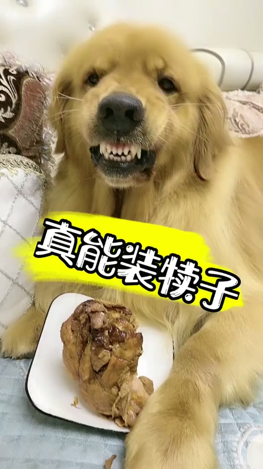 我家萌宠成精了#这狗子一天天的真能装,哎呀,真服了