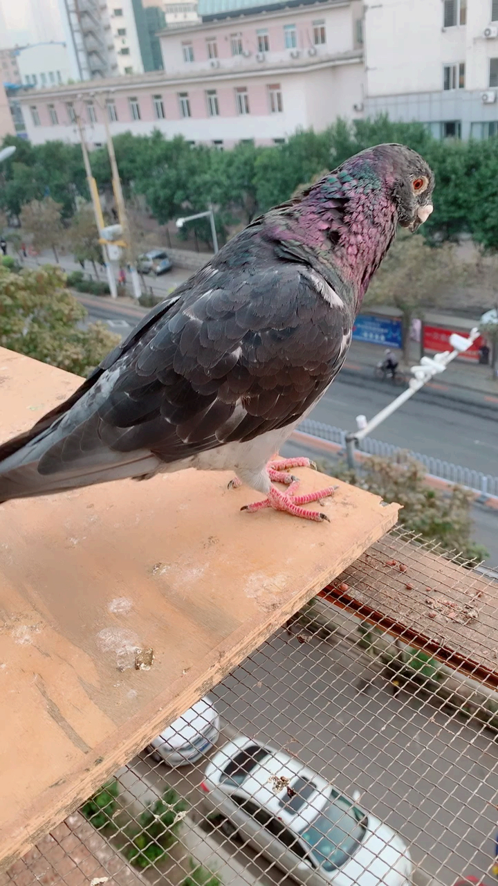 鸽痴的鸽子#脖子