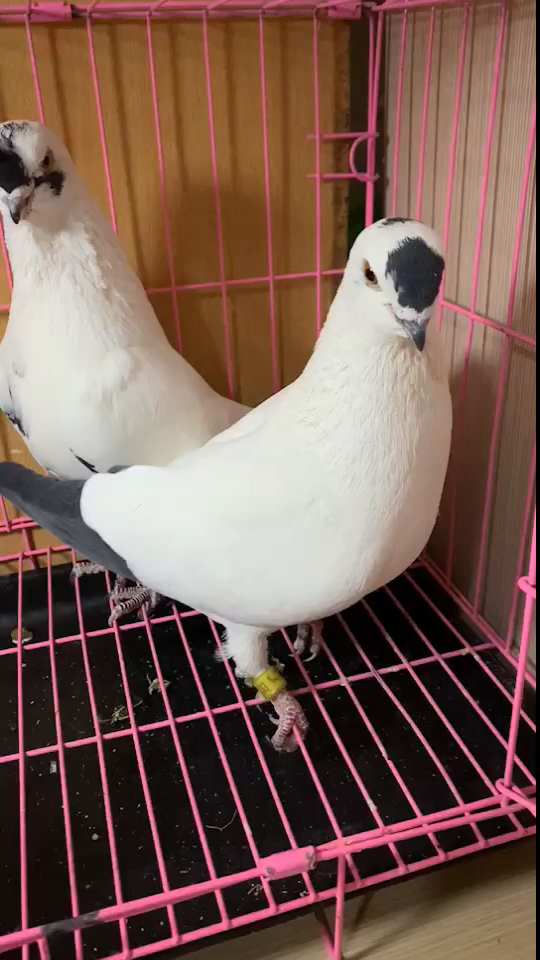 鸽痴的鸽子#任何铁翅都会有一些杂毛～不要犟了