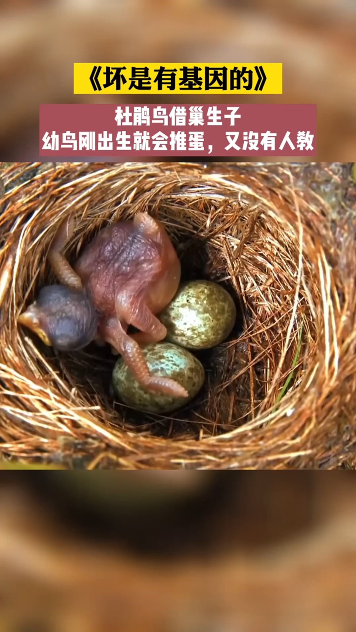 杜鹃鸟借巢生子杜鹃幼崽出生就会推蛋