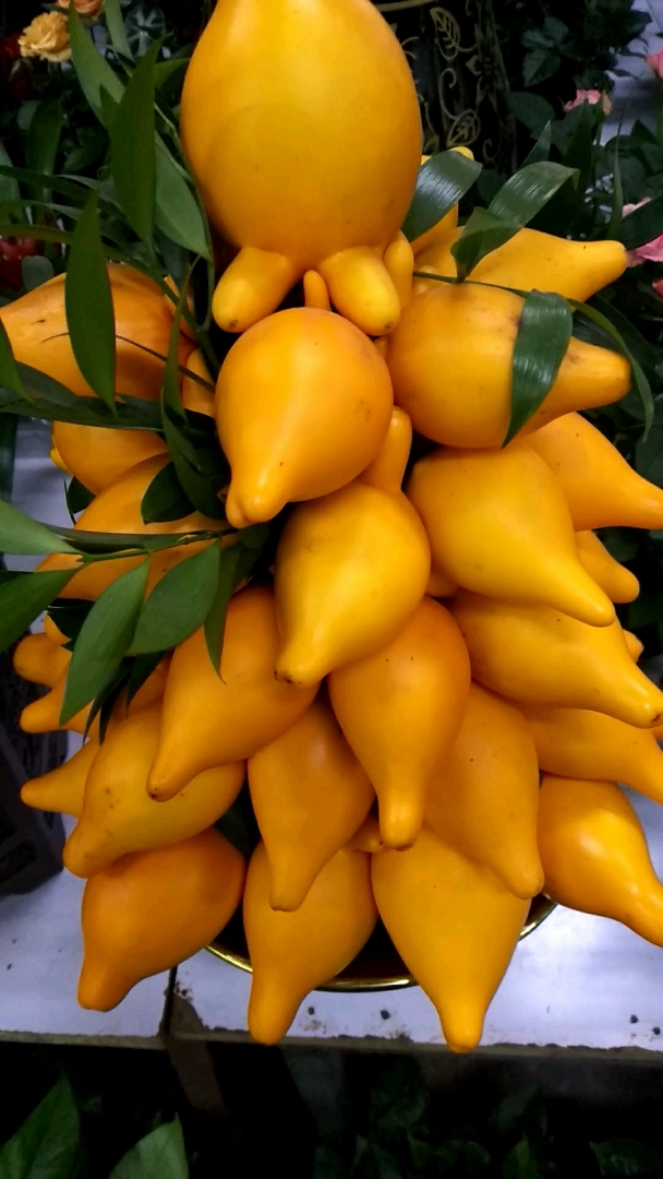 观赏植物,黄金果.