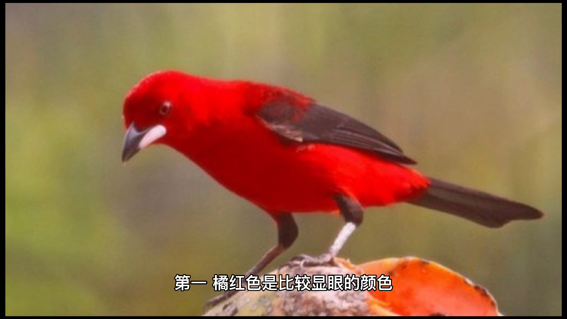 我来告诉你橘红色最忌配什么颜色