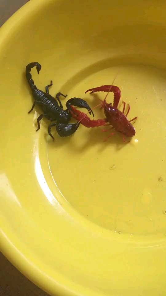 小龙虾大战蝎子