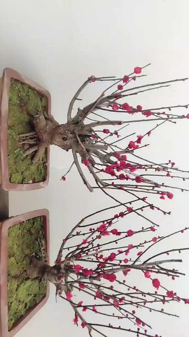 一对红须朱砂梅