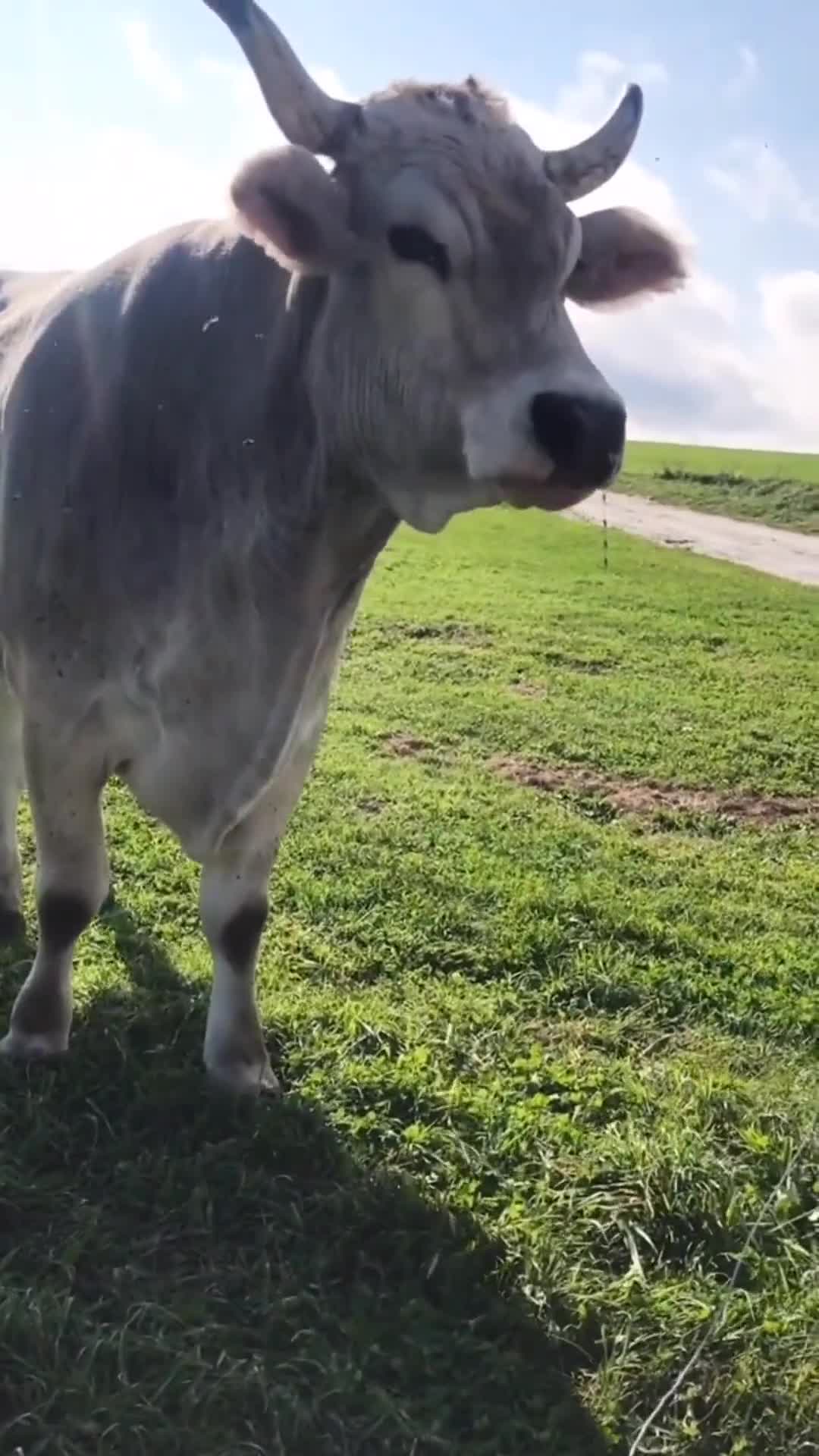 瑞士褐牛,新疆褐牛与娟姗牛父本之一