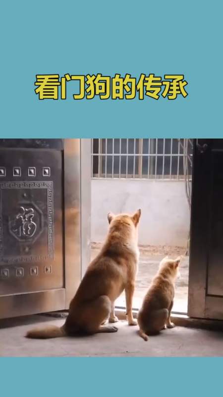 我家萌宠成精了#小狗子跟老爸学习看家护院,也算是子承父业了
