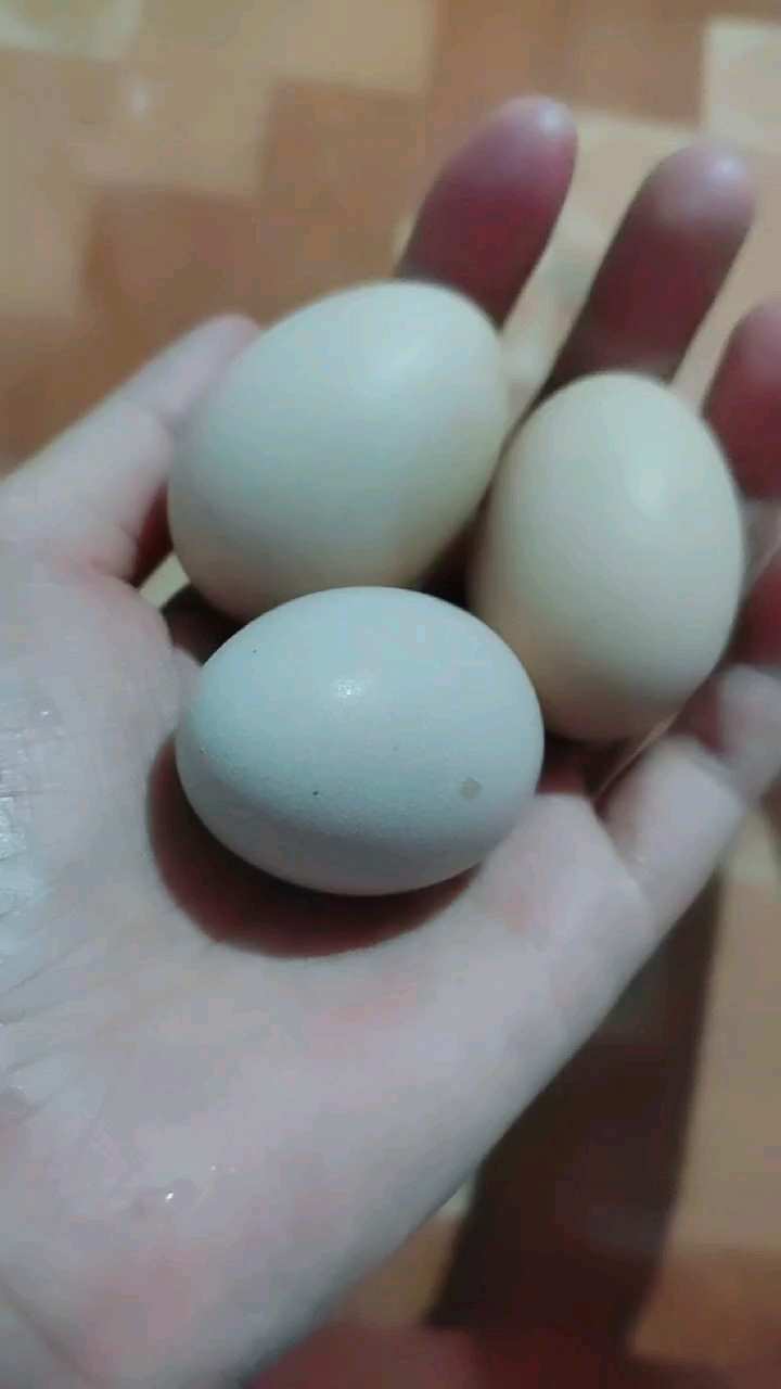 袖珍鸡蛋3cm