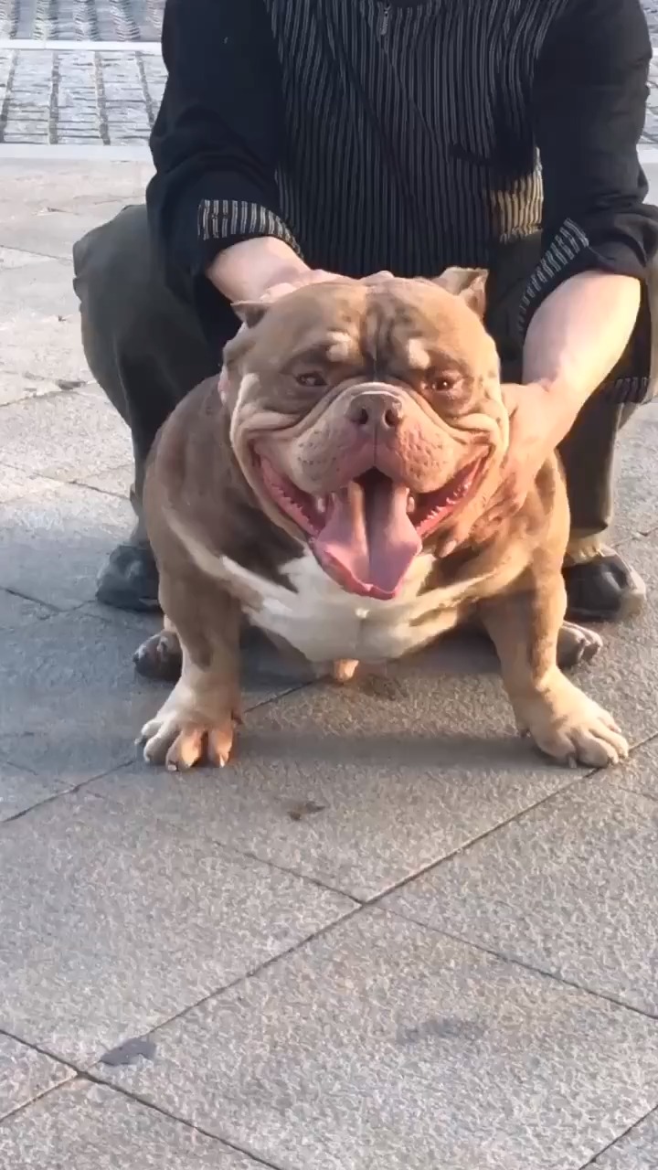 美国恶霸犬:看着像黑道大哥大,实际上是银样蜡头枪!