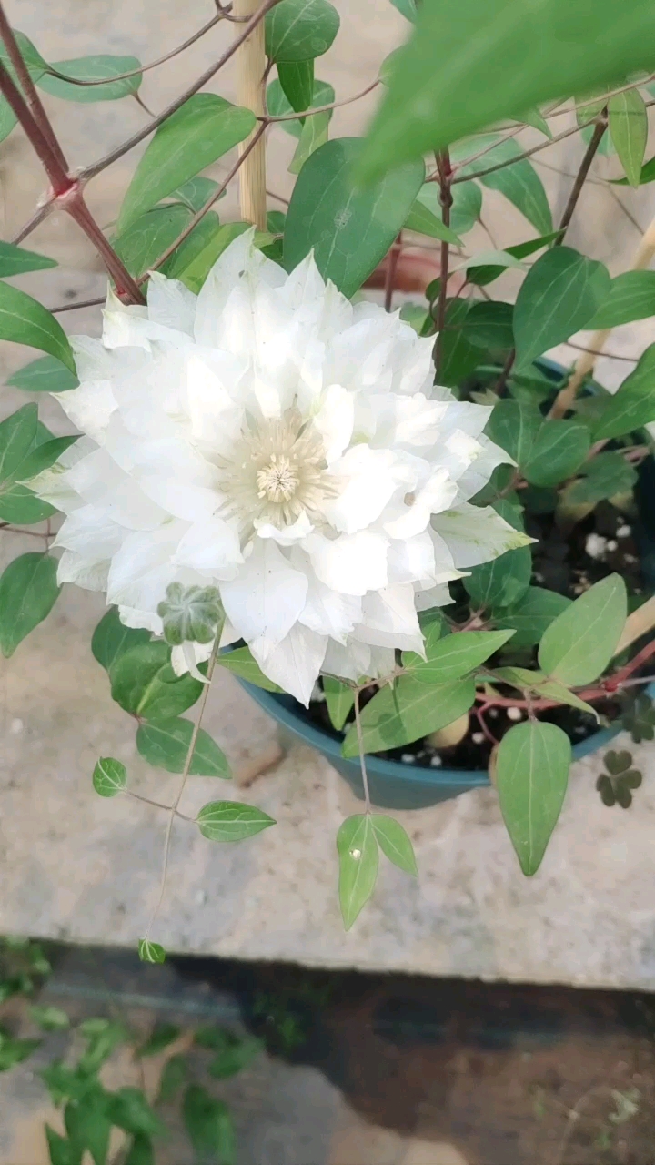 全民小助手重瓣长白色铁线莲