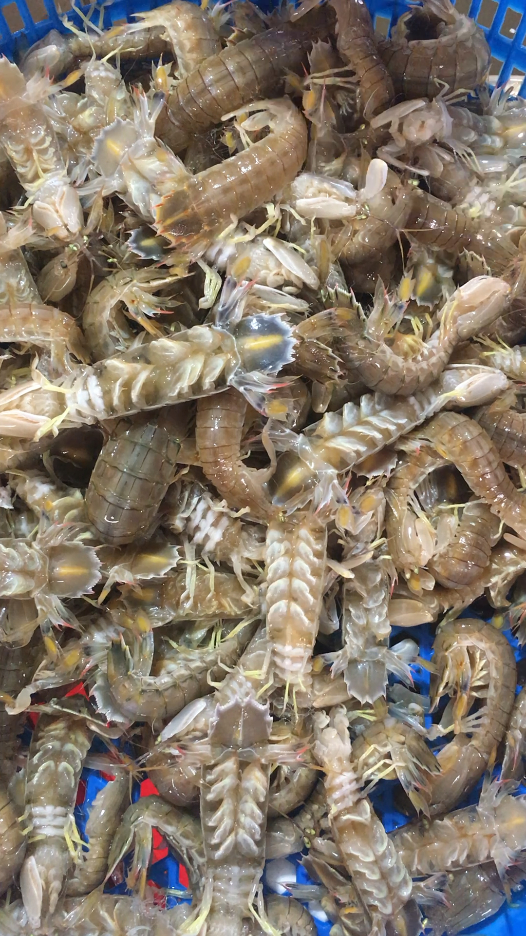 偶买噶#全母皮皮虾,喜欢的朋友给个关注