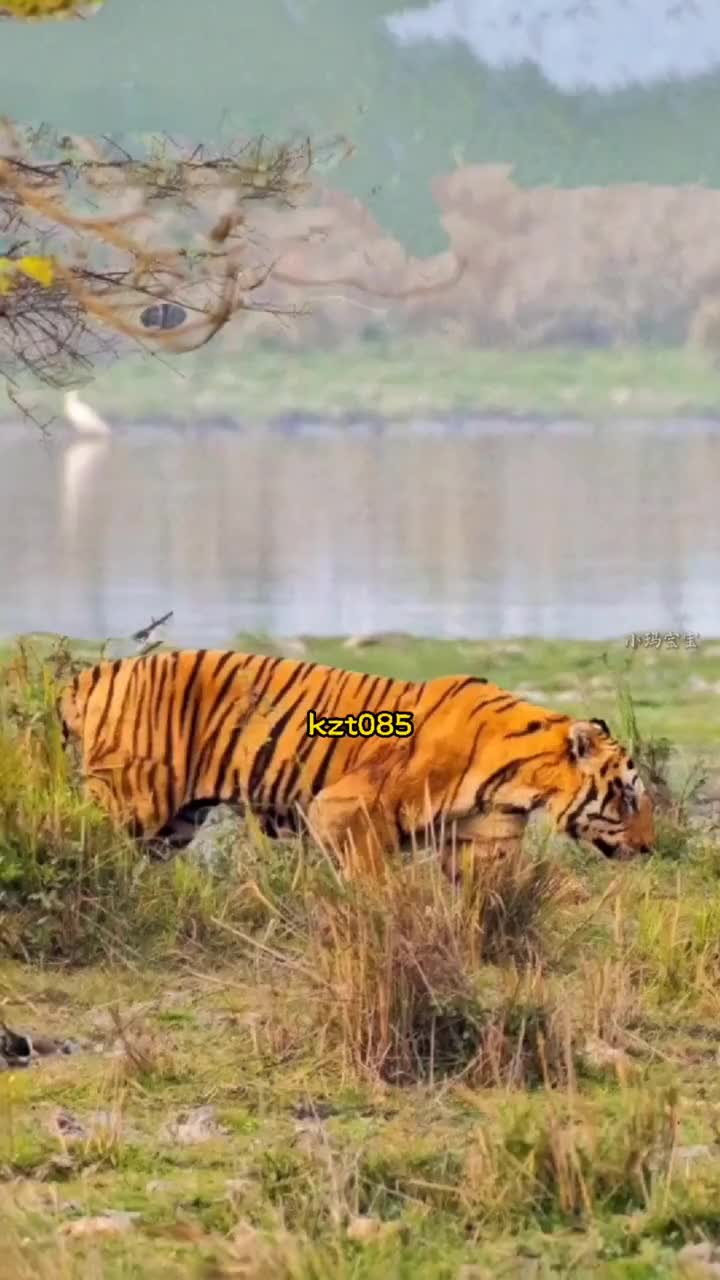 亚水杀手#老虎#卡齐兰加#kzt085