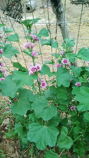 这种小植物叫做冬苋菜非常好吃,具有抗癌作用,每年秋冬季节种植,,盛夏