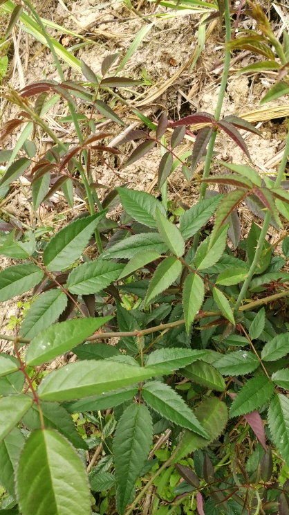 你要的山木香终于在一个午后发芽了长枝了,长的很好,很粗壮!