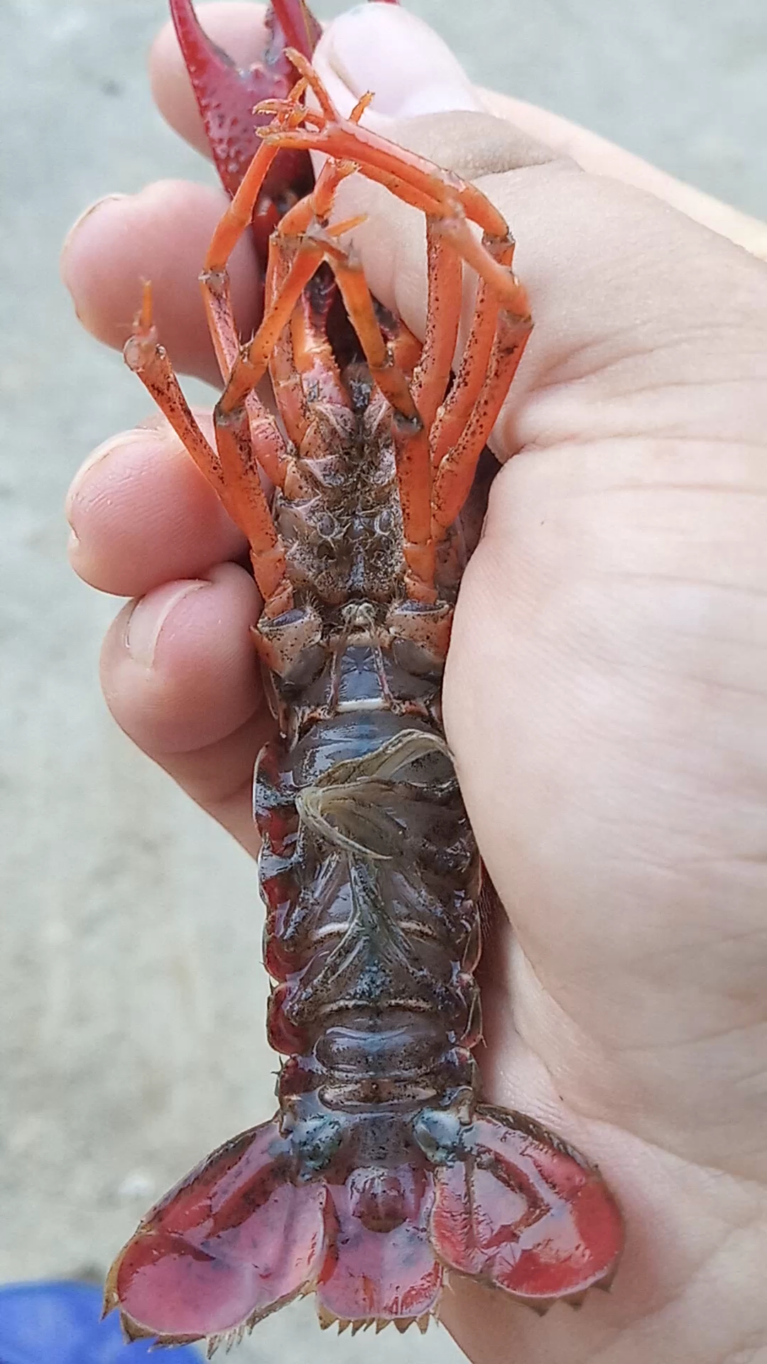 这是母的小龙虾吗?