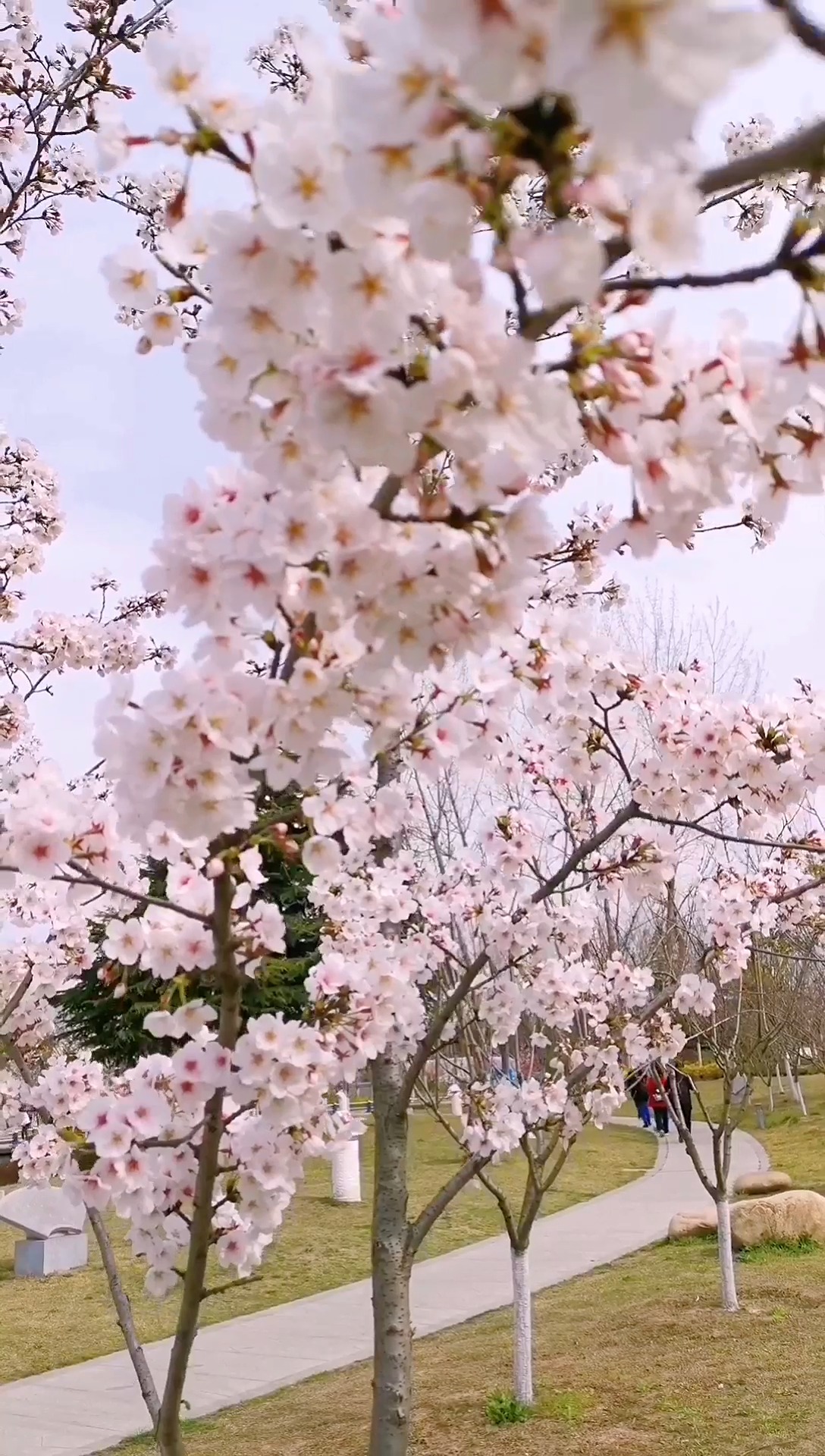 淮安陈大#带你们回顾淮安樱花园最美时刻,一旦到了4-5月,淮安最玫的