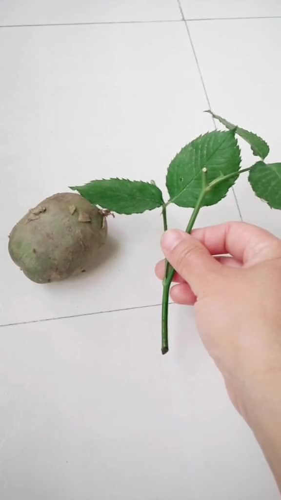 土豆扦插月季花.