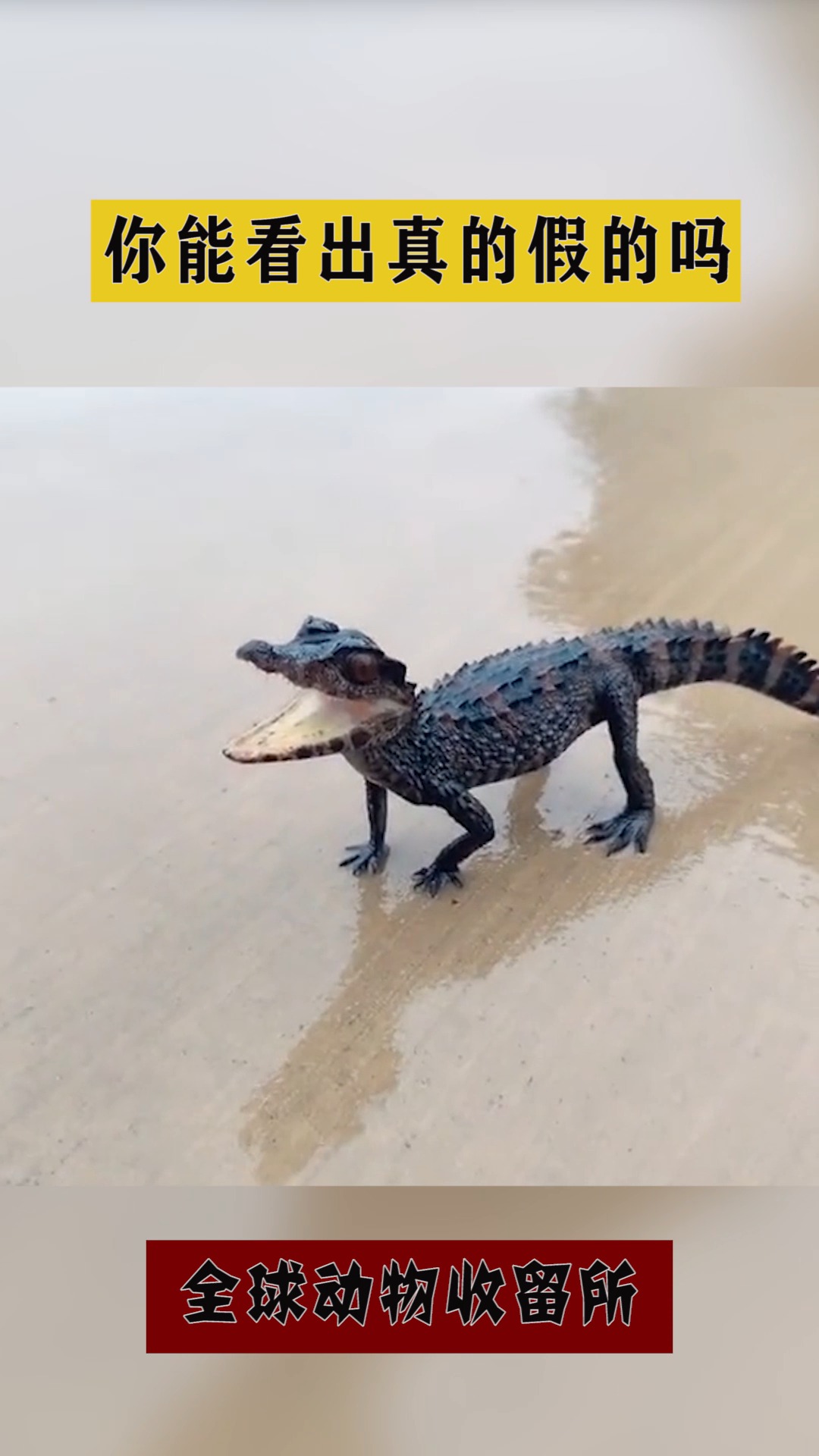 搞笑萌宠#街头偶遇一只小鳄鱼,你能看出真的假的吗?