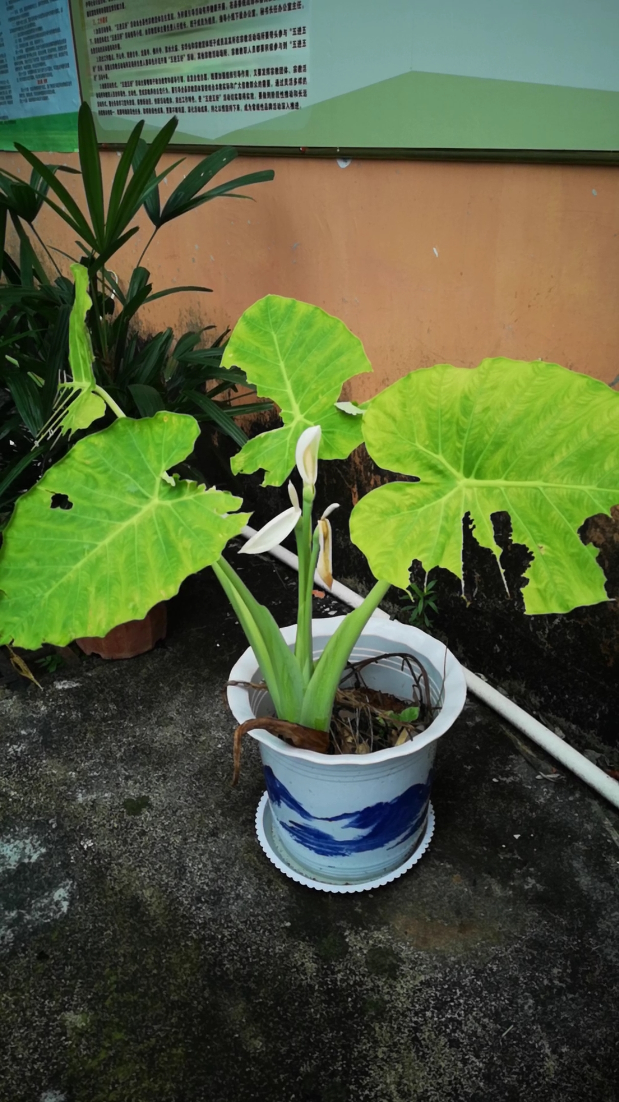 活久见,芋荷开花