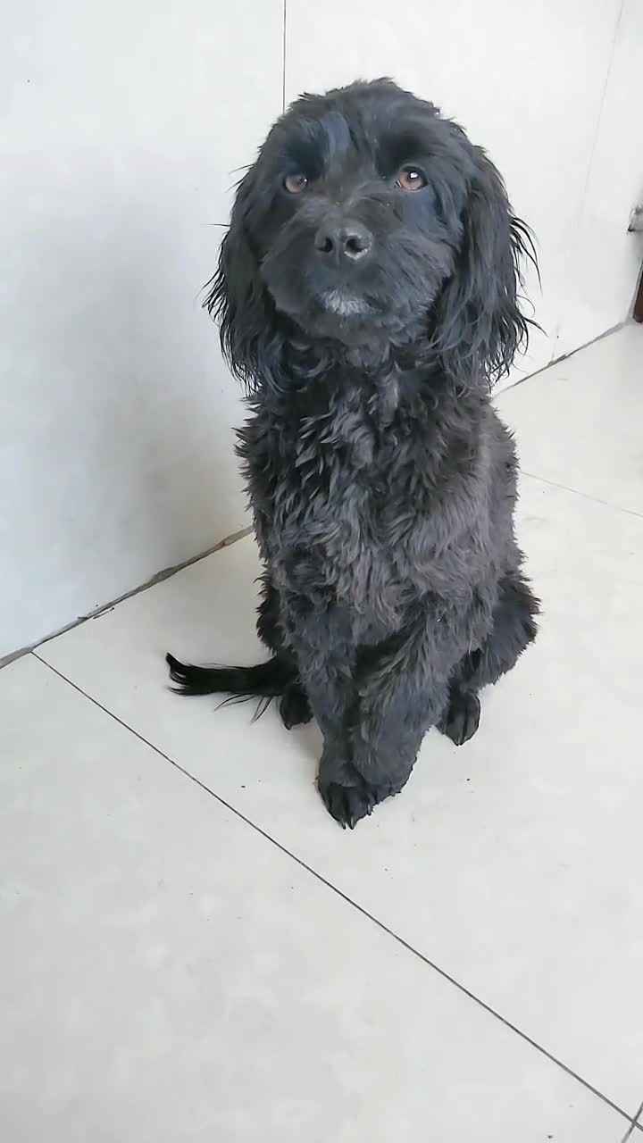 爱心真心喜欢毛孩子的领养人流浪毛孩子起名字叫黑妞女狗应该一岁左右