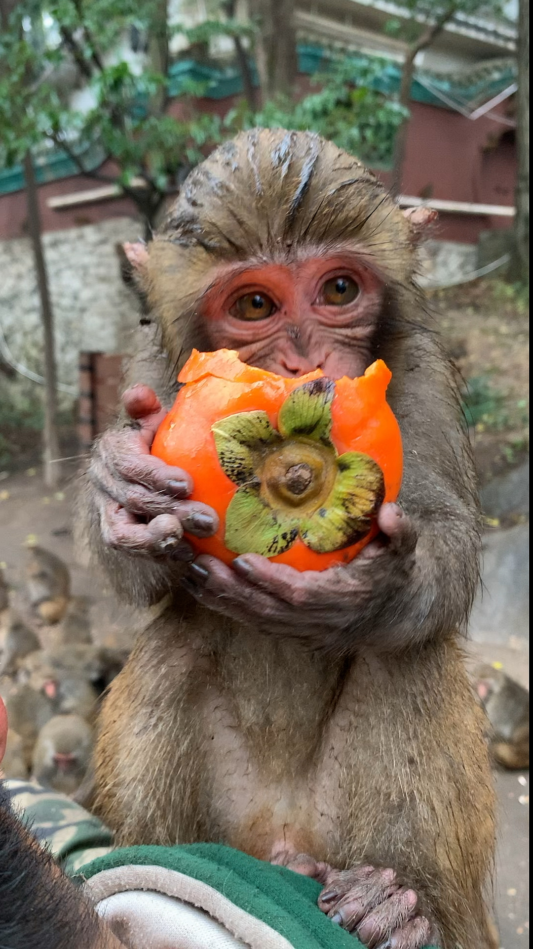 动物世界#网红小布丁