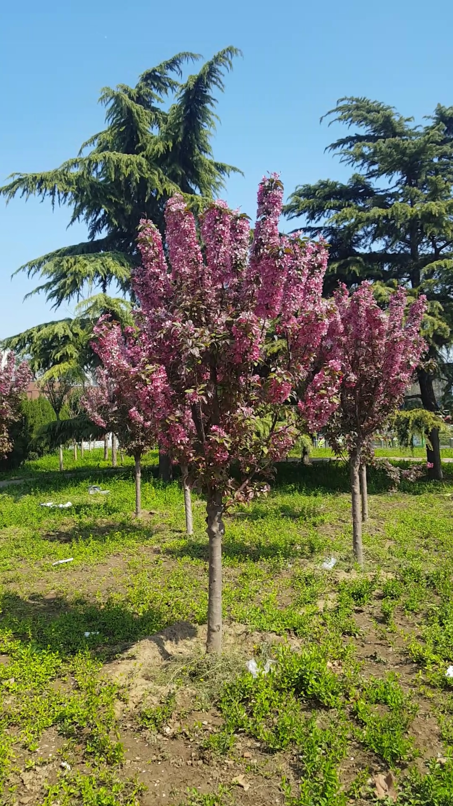镜头里的春天#漂亮的粉串花树