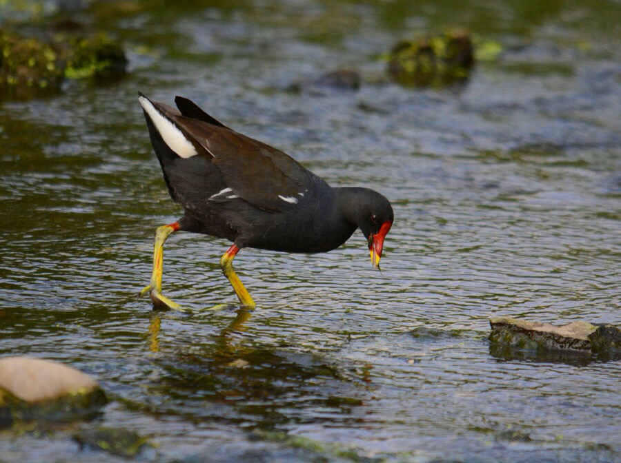 红骨顶鸡,俗称黑水鸡,分布北方,南方,湿地生态