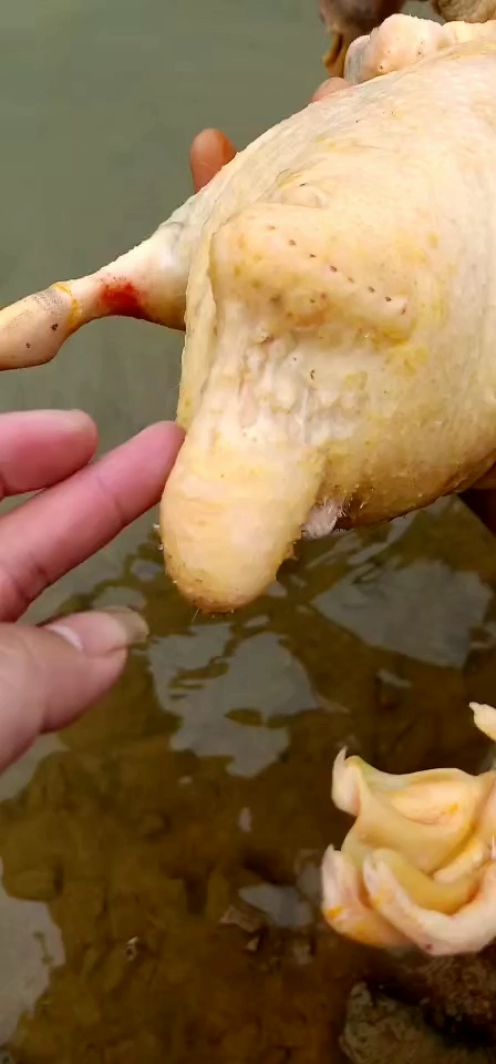 变异鸭长两个屁股