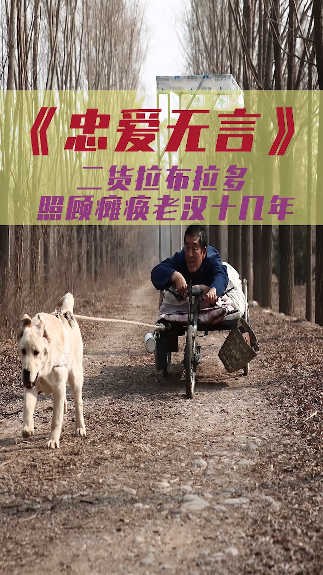 好看电影#二货拉布拉多照顾瘫痪老汉十几年,根据真实故事改编.