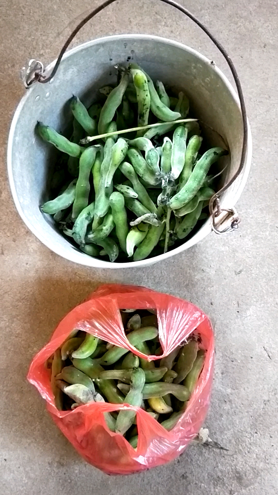 九豆#这是刚摘回来的九豆,你们吃过这种豆了吗?