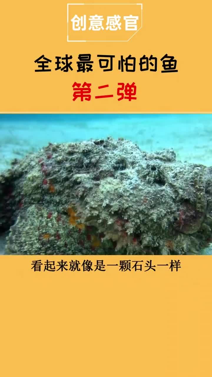 石魚不僅長得醜而且還很毒