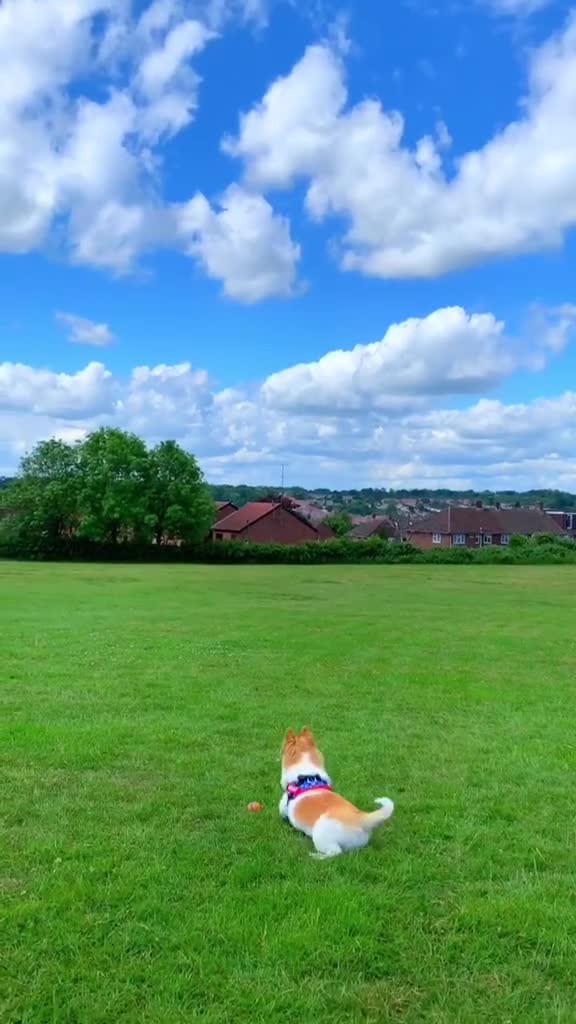 狗狗每天早晨狗狗来这片草地里撒欢那人便躺在草地上望着天空-度小视