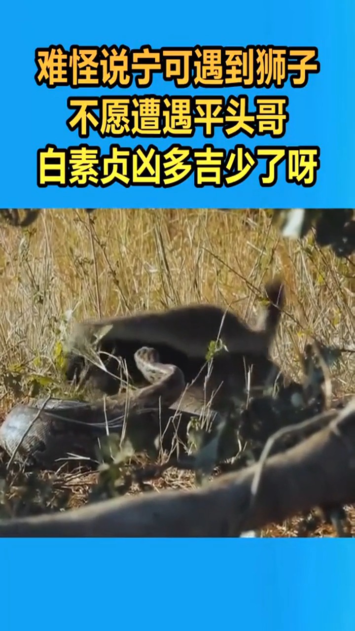 对蟒蛇来说平头哥是非常强大的对手