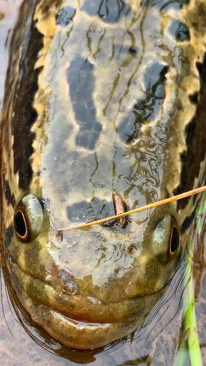 杂草边发现一条巨蛇鱼