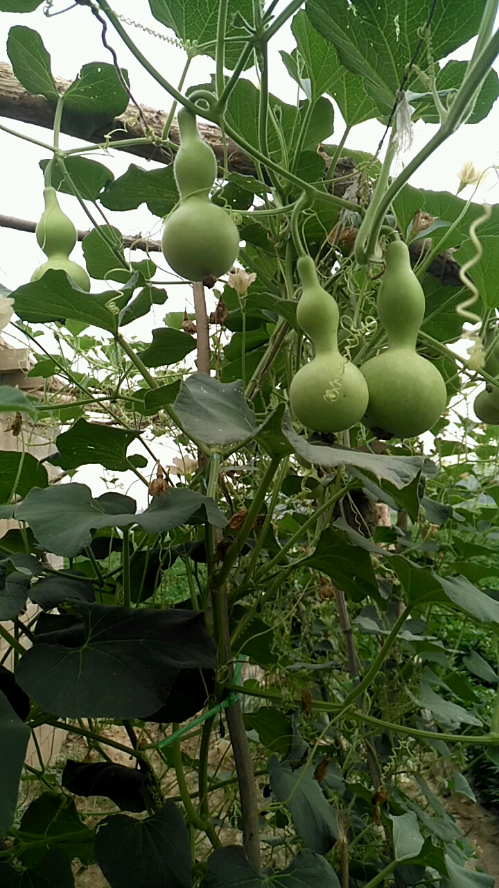 看看这些小葫芦