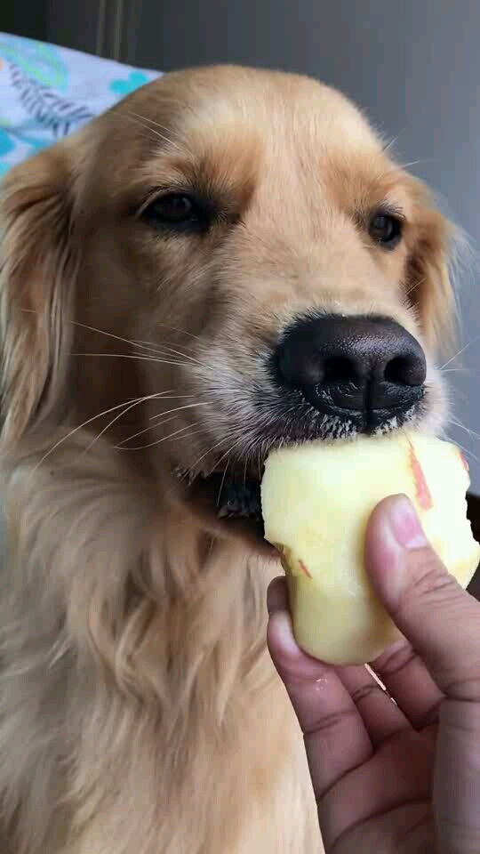 歪头杀吃苹果简直可爱到犯规啊!