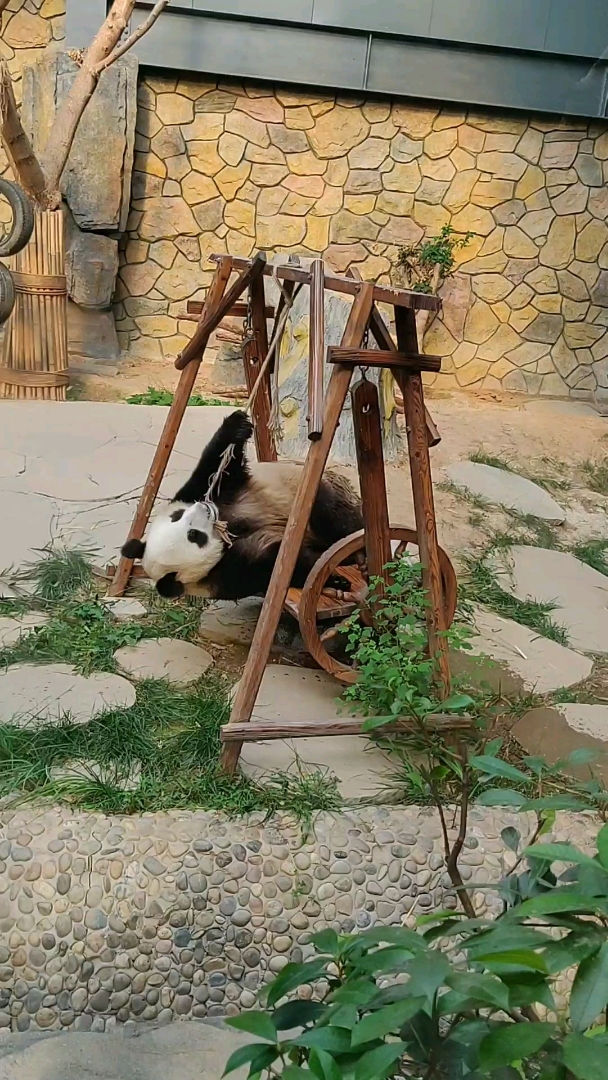 神宠来袭#荡秋千的大熊猫