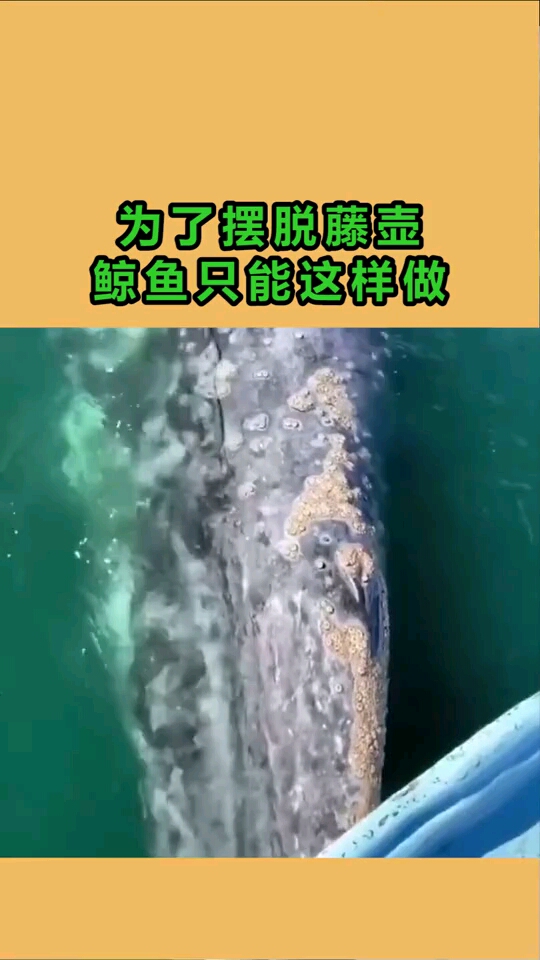 为了摆脱藤壶,鲸鱼只能这样做,看的让人心疼