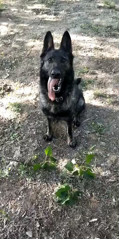 东德牧羊犬狼灰东德牧羊犬