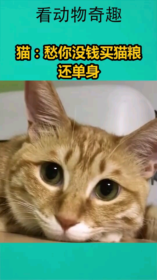 猫:愁你没钱买猫粮,还单身